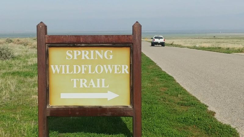 The Remarkable Return Of The Tule Elk