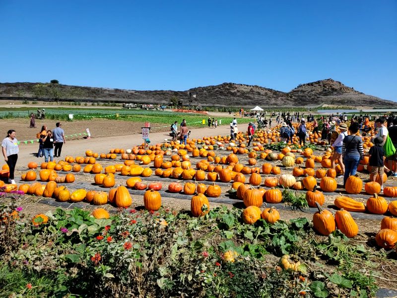 Year-Round Events Beyond Strawberry Season
