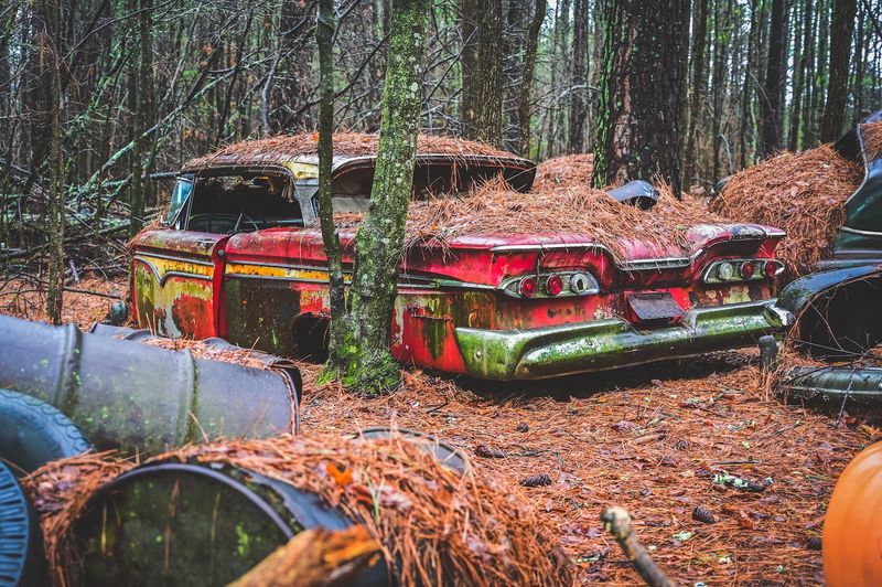 Six Miles of Winding Forest Trails