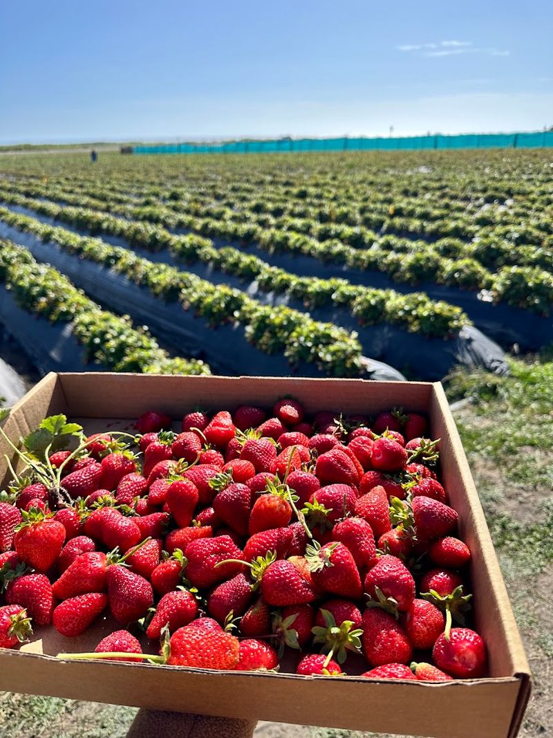California's First Organic Strawberry Farm