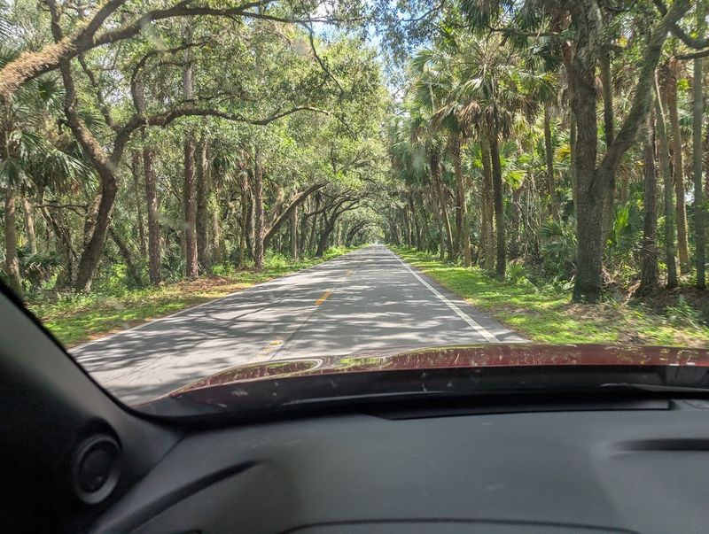 The Dance Of Light Through Spanish Moss