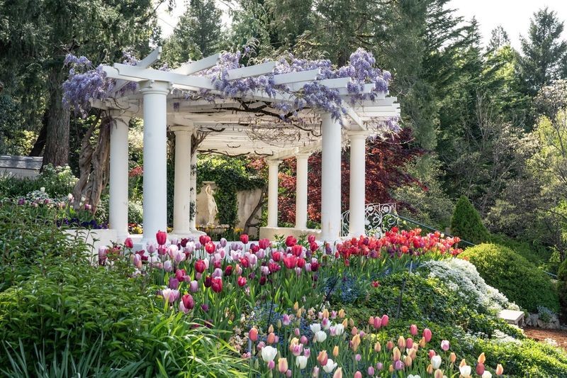 Cherry Trees, Wisteria, And Beyond