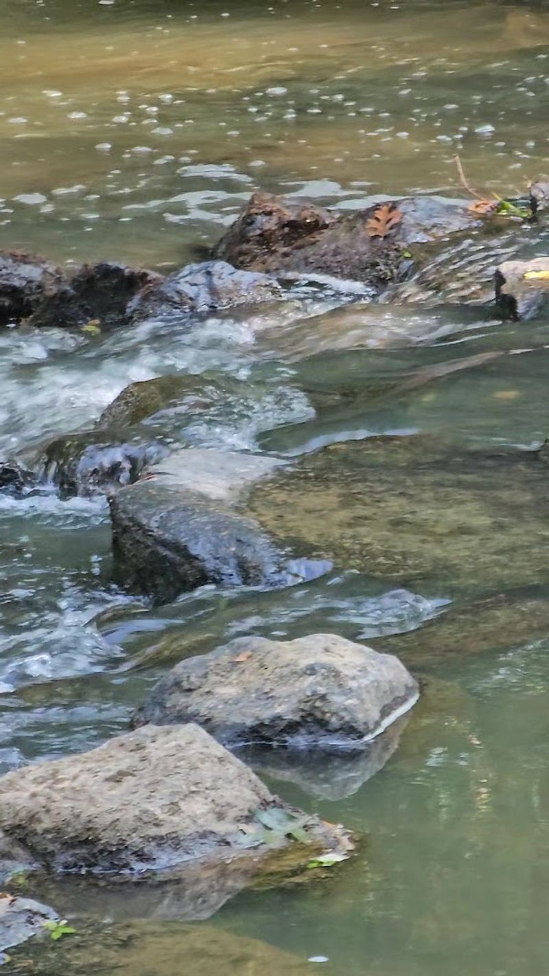 The Remarkable Geology Behind The Rare Plant Life