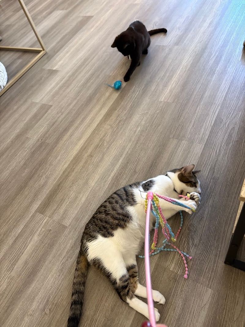 Special Events Like Cat Yoga Keep Things Fresh