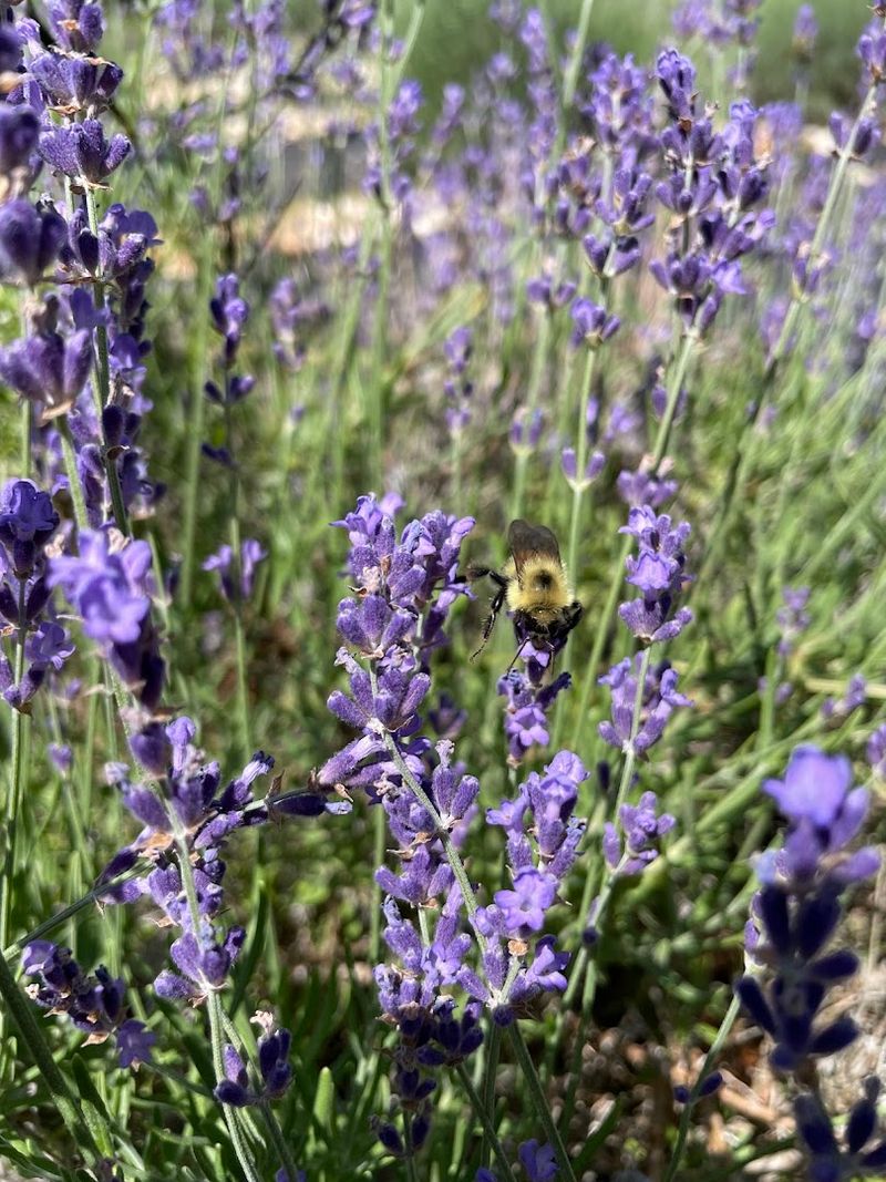 What Hits You Before You See A Lavender Spike