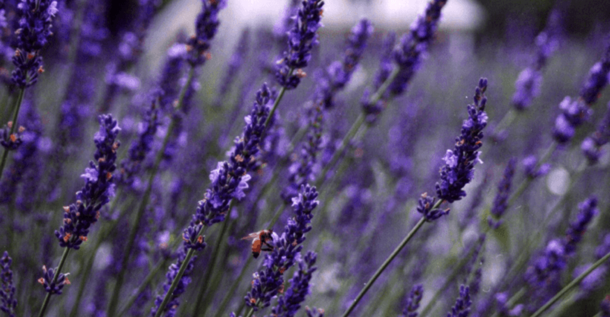 A North Carolina Lavender Farm That Feels Like A Dreamy Escape 5 - Decor Hint