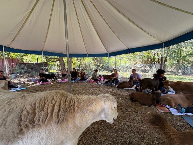 Curious Goats That Love Joining Stretching And Meditation Moments