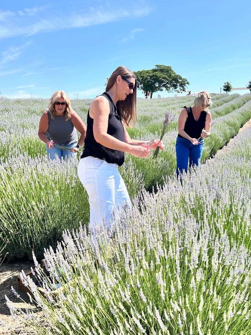 Lavender U-Pick Experience Lets Visitors Harvest Their Own Bouquets