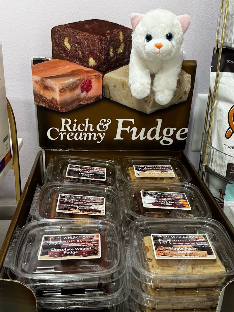 Why Is This North Carolina Café A Cat Lover's Dream - Decor Hint Sipping In Style Among The Cats