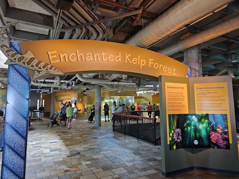 The First Living Kelp Forest Exhibit Ever Built