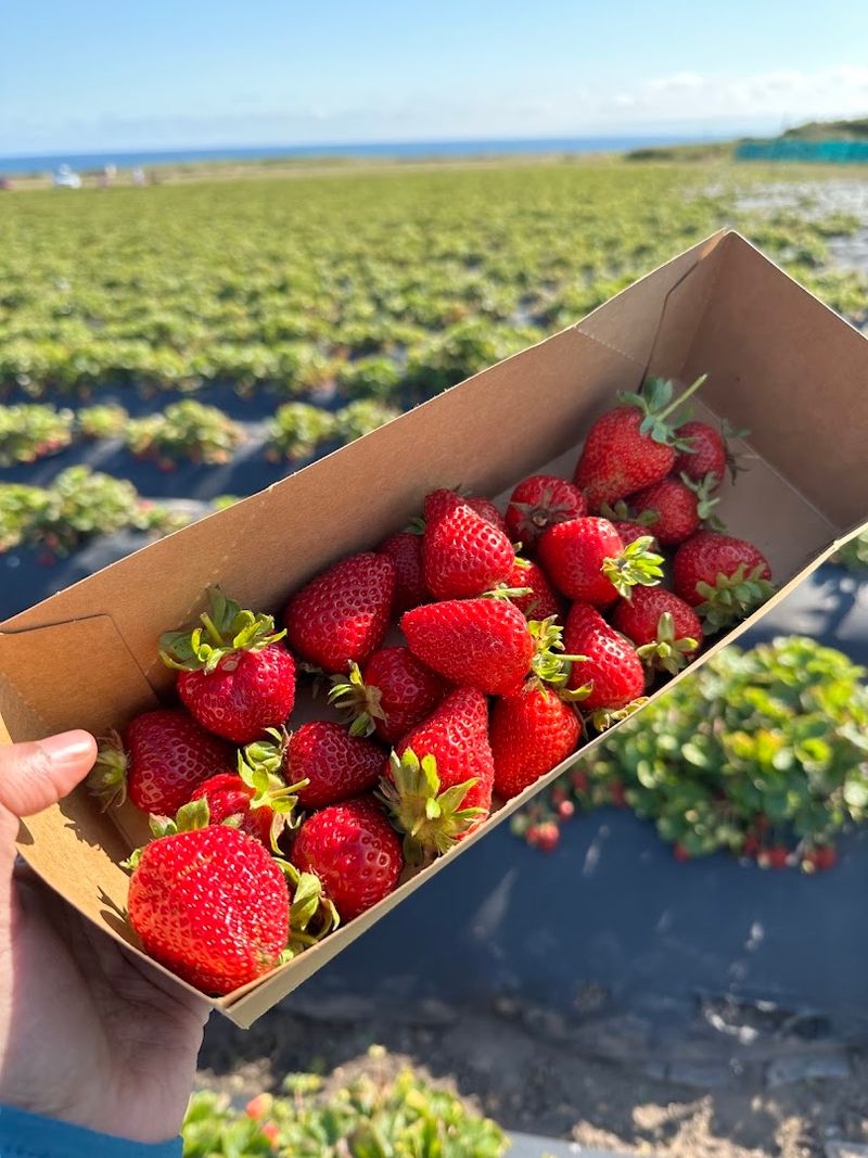 The Chandler And Seascape Strawberry Varieties