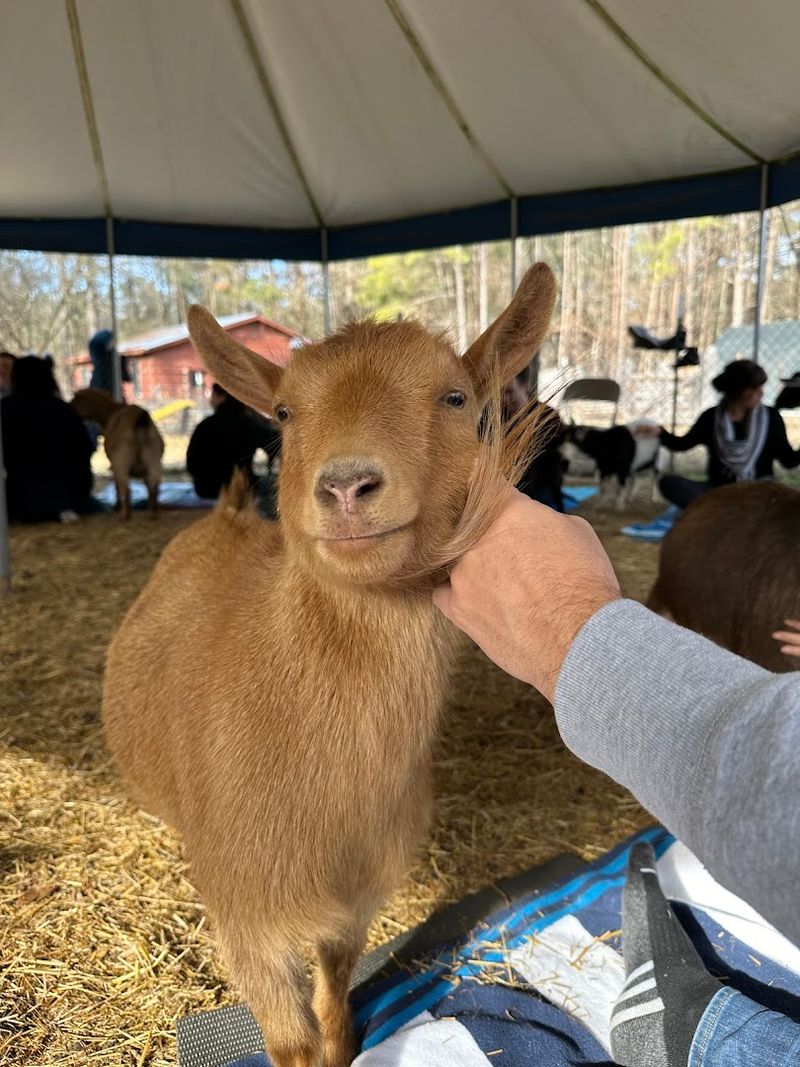 Playful Goats That Often Turn Yoga Practice Into A Joyful Surprise
