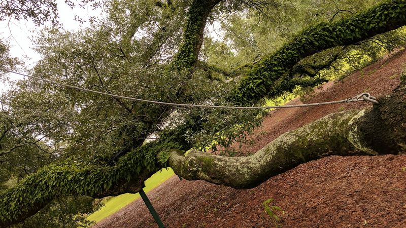 This Thomasville Attraction In Georgia Has A Limb Span Wider Than A Football Field - Decor Hint The Big Oak Cam Photo Opportunity