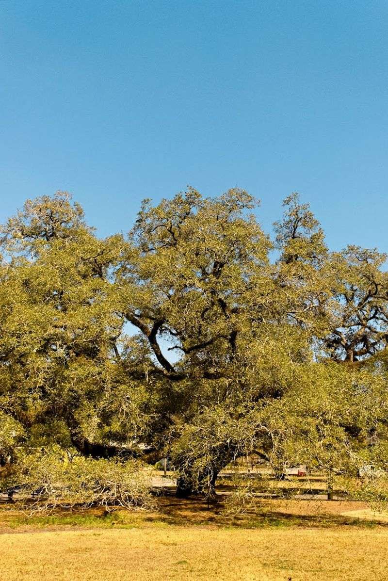 This Thomasville Attraction In Georgia Has A Limb Span Wider Than A Football Field - Decor Hint A World-Famous Tourist Attraction
