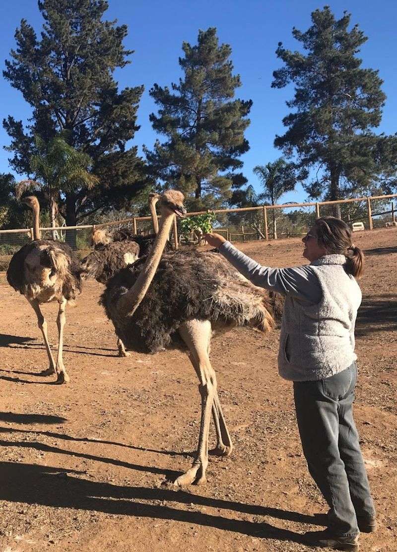 Discover This Alpine, California Petting Zoo That's Creating Big Family Memories - Decor Hint Safety Guidelines And What To Expect Before You Arrive