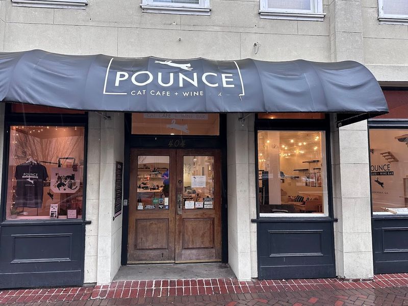 Savannah's Historic Charm Meets Modern Cat Café Vibes