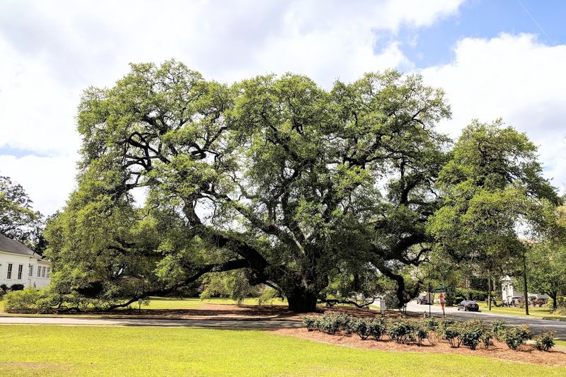This Thomasville Attraction In Georgia Has A Limb Span Wider Than A Football Field - Decor Hint Historical Significance Dating Back to 1685