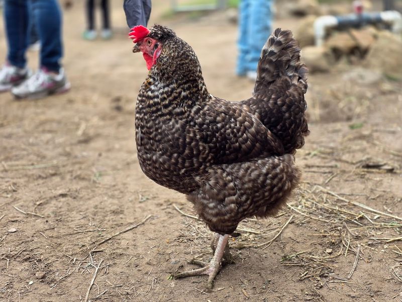 This California Farm Lets You Meet Adorable Alpacas And It's One Of The Most Fun Outdoor Experiences In The State - Decor Hint The Farm Is Home To Many Other Animals Beyond Alpacas