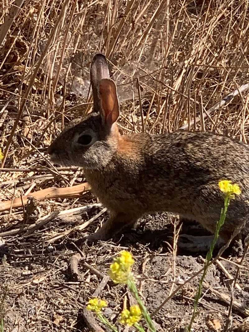 Wildlife Sightings Add A Genuine Nature Element To An Urban Hike