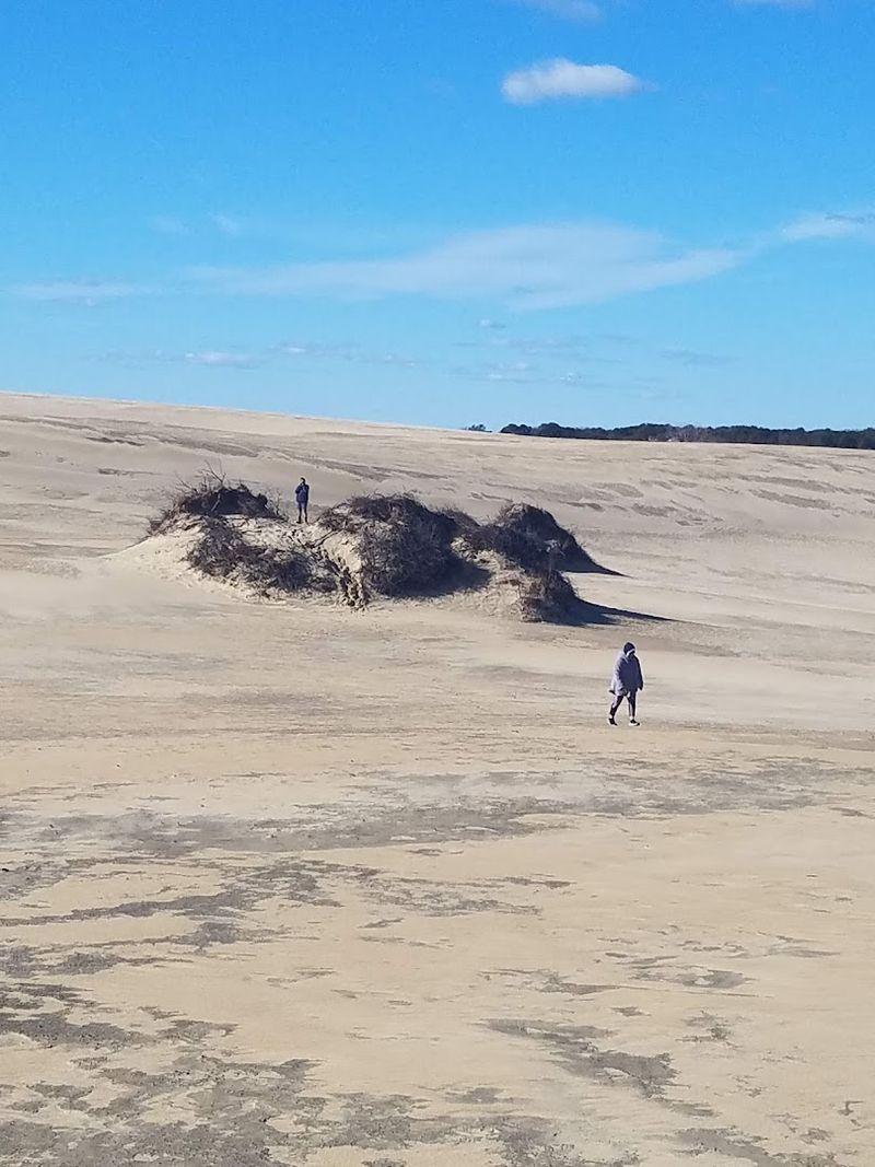 Tracks In The Sand Trail, Jockey's Ridge State Park 
