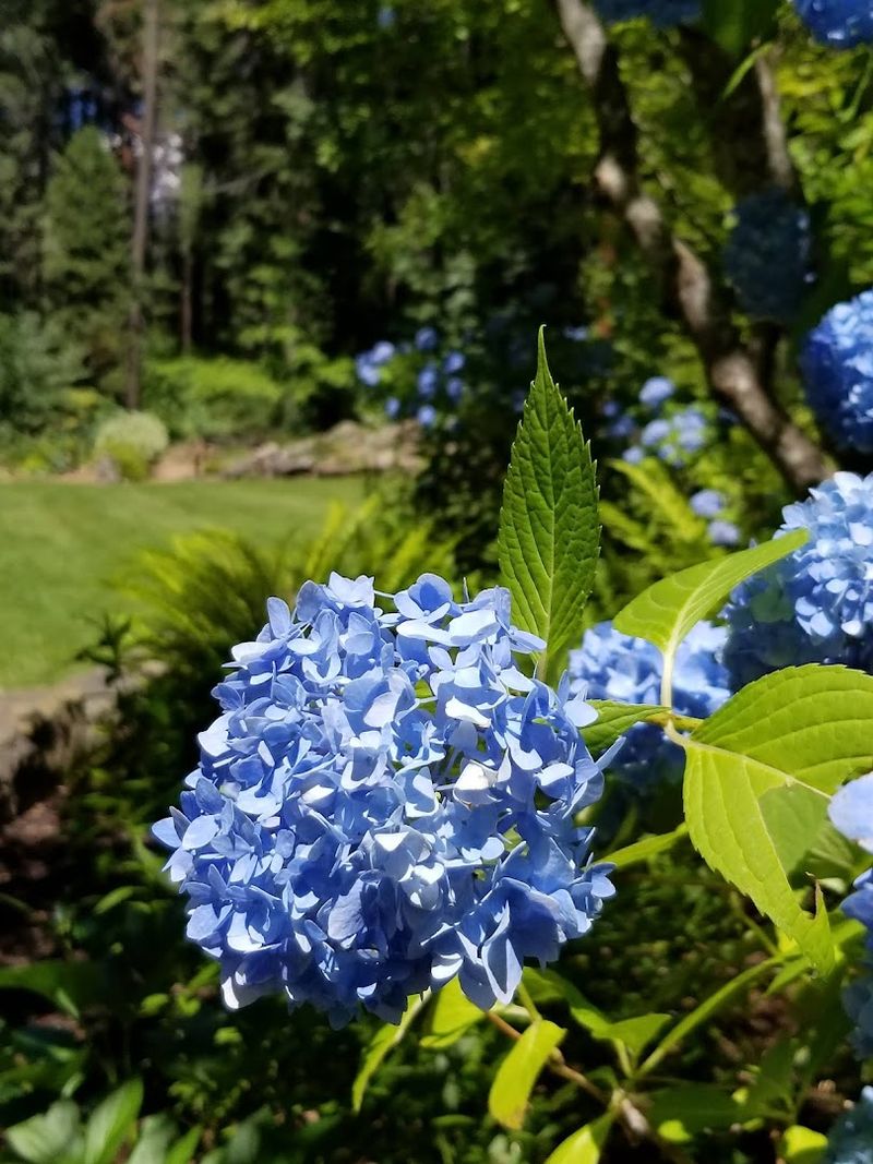This Quiet California Railroad Town Feels Like A Step Back Into Railroading History This Spring - Decor Hint Dunsmuir Botanical Gardens In Full Spring Color