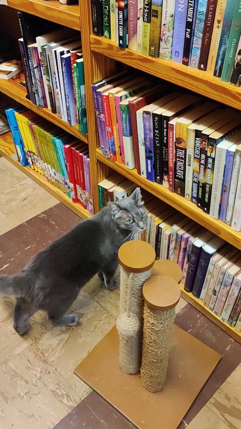 The Smell Of Old Paper And Packed Shelves