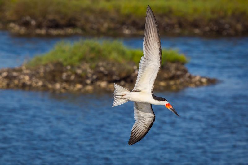 Spring Migration Turns The Reserve Into A Photographer's Dream