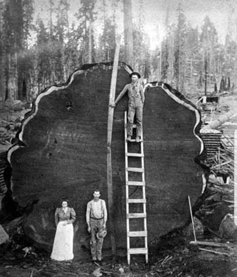 Sequoia National Park Was Established In 1890