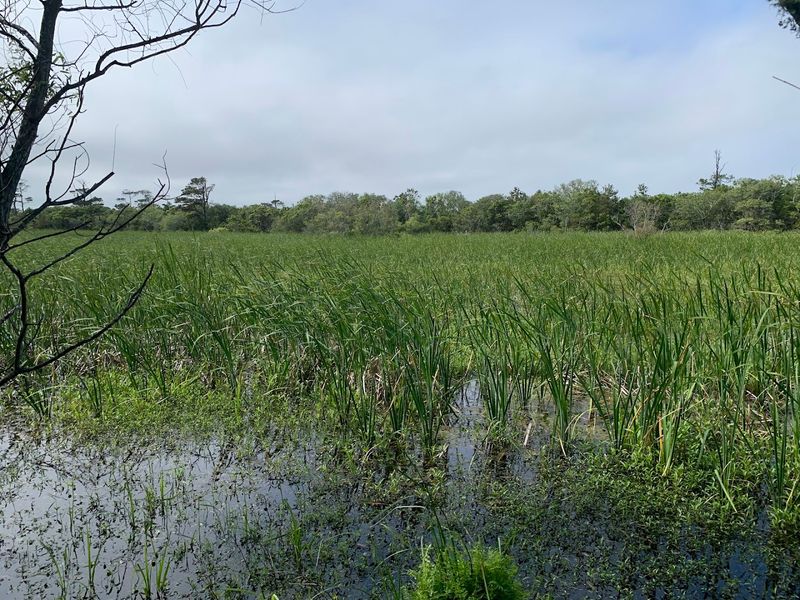 Freshwater Ponds And Marshes