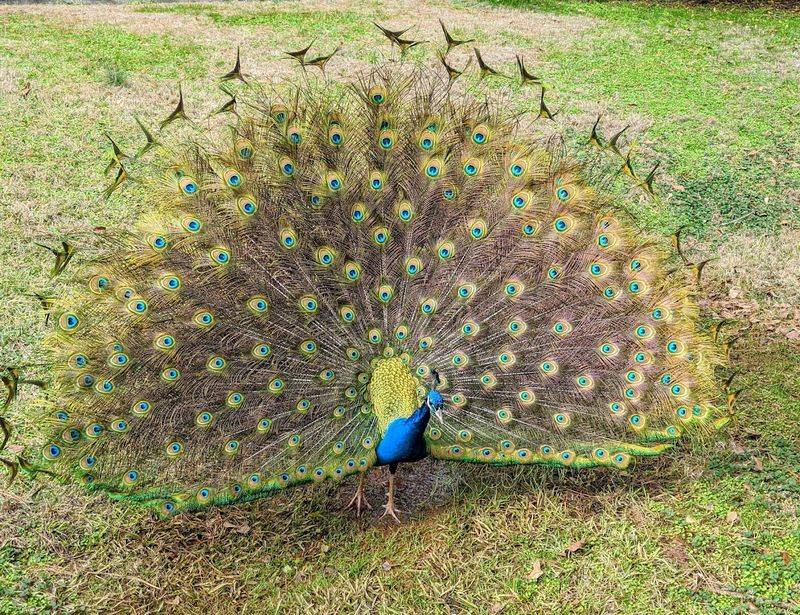 The Walk-Through Zoo Section