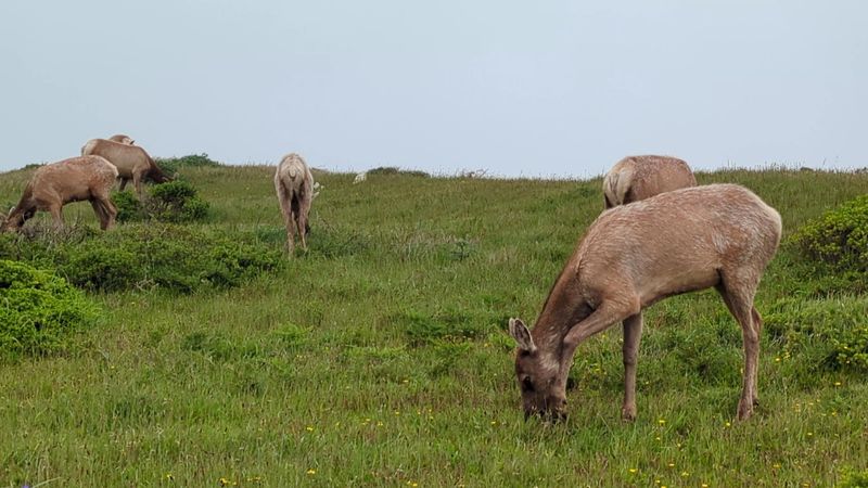 If You're Craving Real Quiet This Spring, This Northern California Escape Is It - Decor Hint Tule Elk, Elephant Seals, And Abundant Wildlife Viewing
