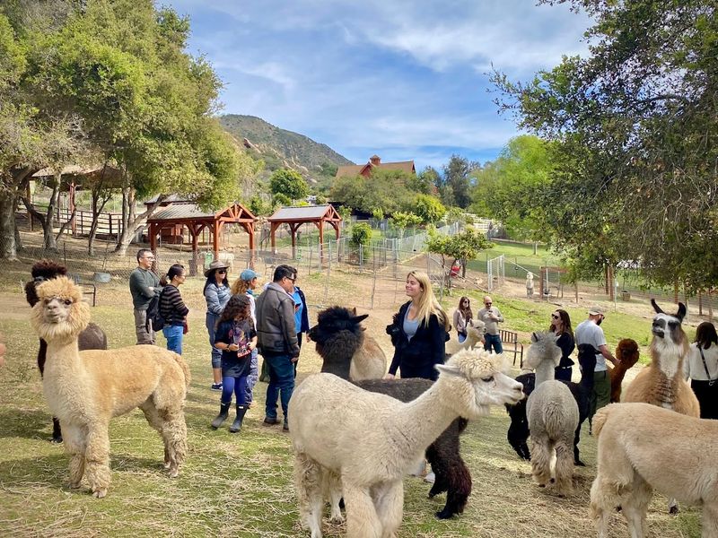 This California Farm Lets You Meet Adorable Alpacas And It's One Of The Most Fun Outdoor Experiences In The State - Decor Hint Group Tours And Private Tours Are Both Available