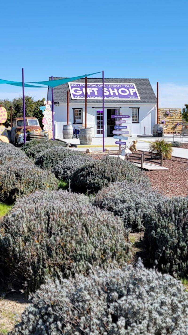 2026 Is The Year To Visit This Romantic Lavender Garden In California - Decor Hint Home And Garden Vendors Offer Practical Inspiration