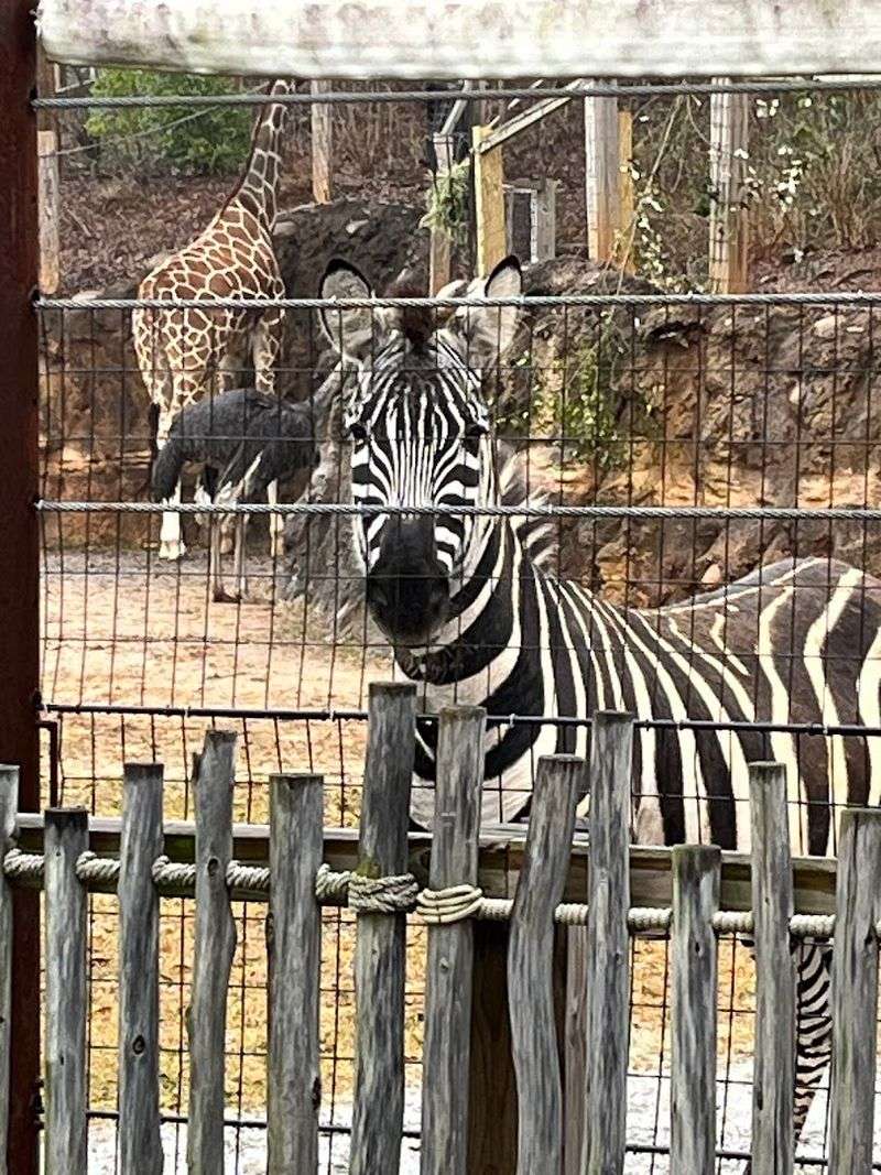 This Atlanta Georgia Gem Began With Circus Animals In 1889 And Is Now A Leading Research Zoo - Decor Hint Scaly Slimy Spectacular