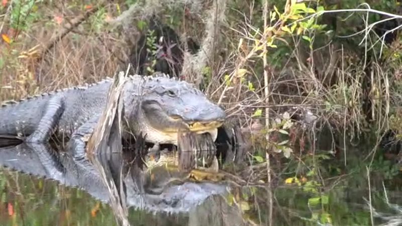 Rich Wildlife of the Okefenokee Swamp