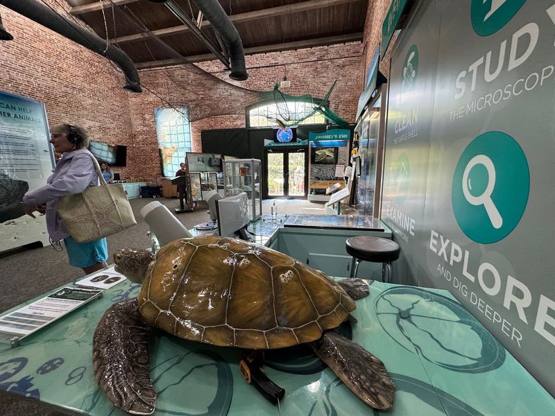 Georgia's Only Sea Turtle Hospital Lets You Step Into A World That Few Ever See - Decor Hint Sea Turtle Nest Excavation for Real Scientific Insight