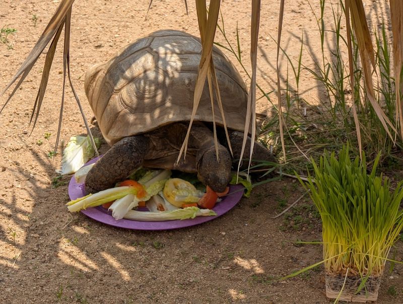 Meet-And-Feed Experiences Are Available For Specific Animals