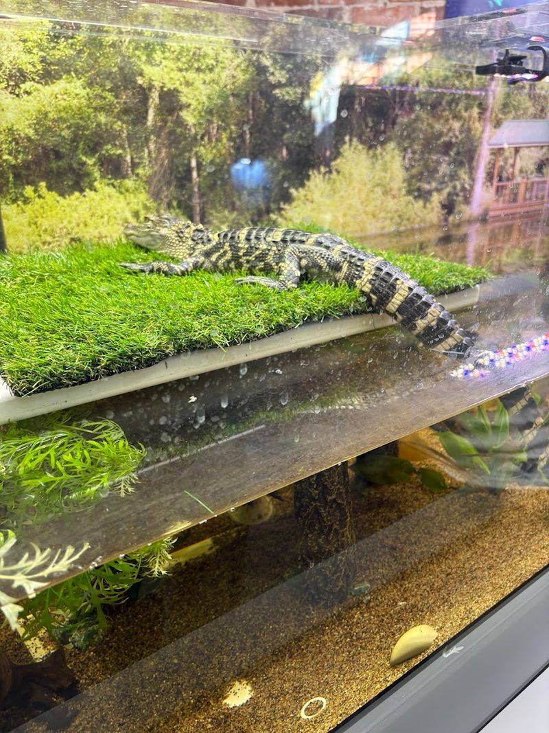 Georgia's Only Sea Turtle Hospital Lets You Step Into A World That Few Ever See - Decor Hint Diamondback Terrapin Conservation You Will Not Find Elsewhere