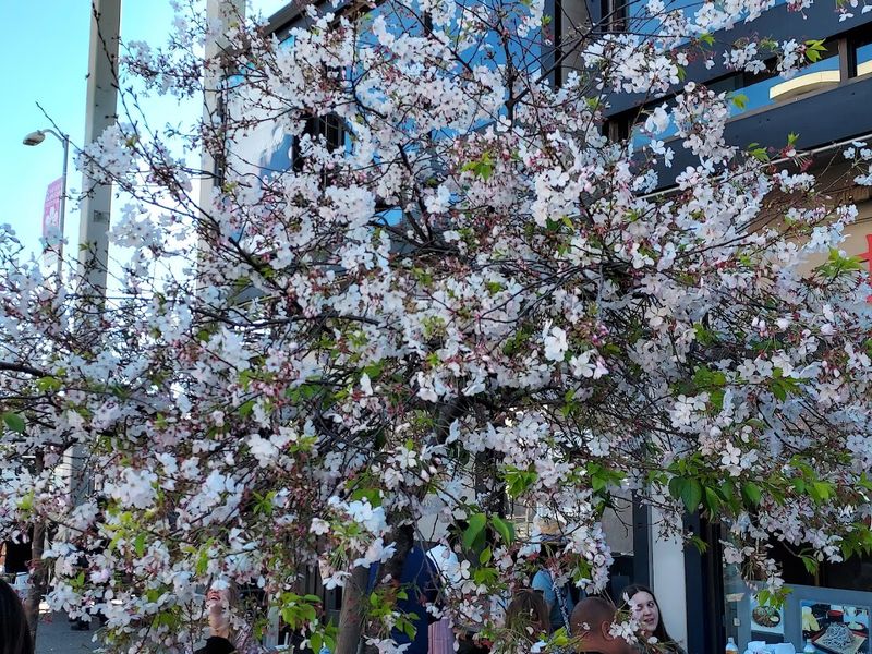 Northern California Cherry Blossom Festival