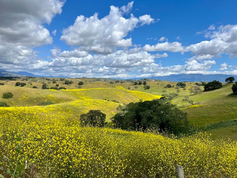 Santa Ynez Valley, Santa Ynez