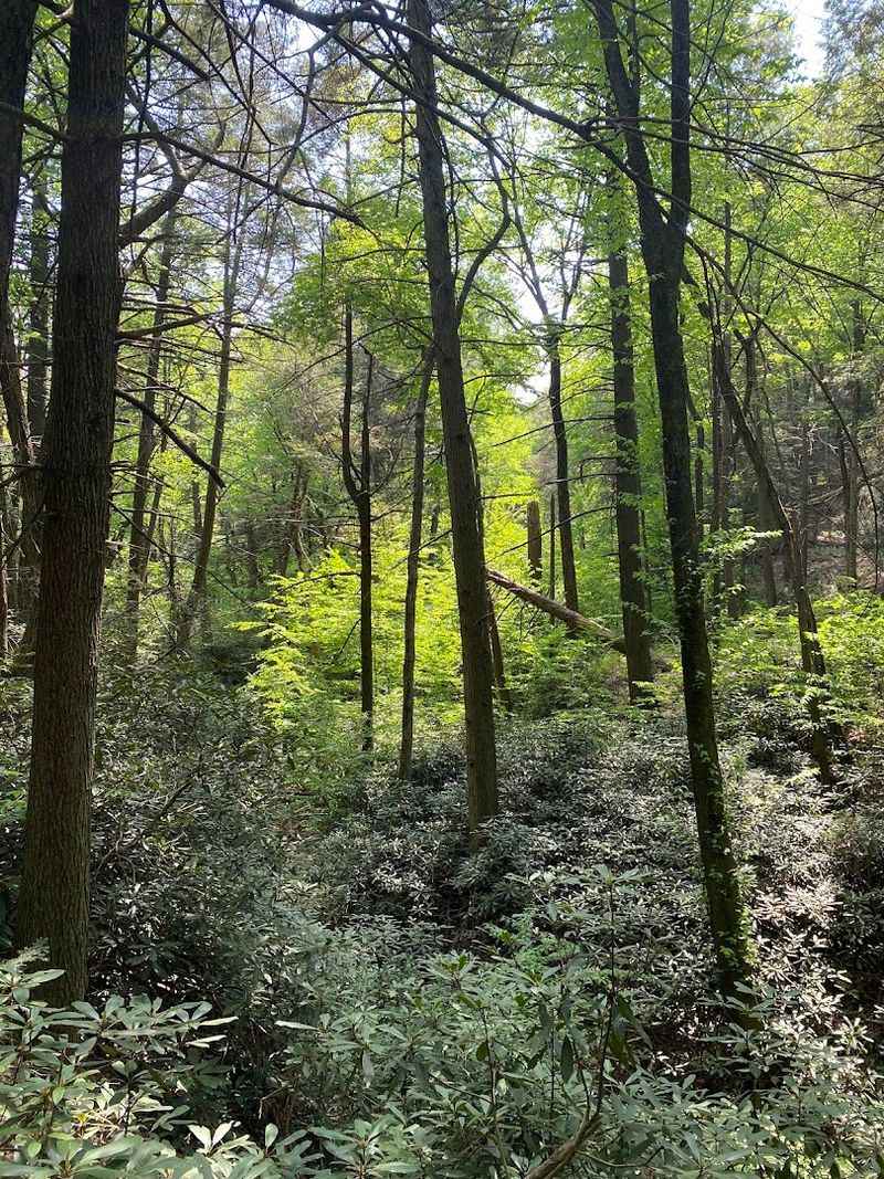 The Pinnacle, Hamburg