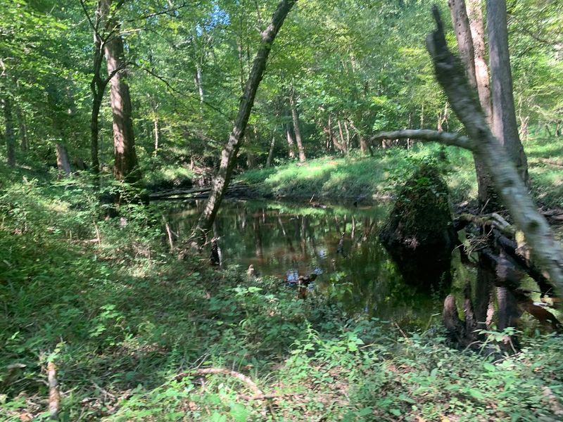 Croatan National Forest