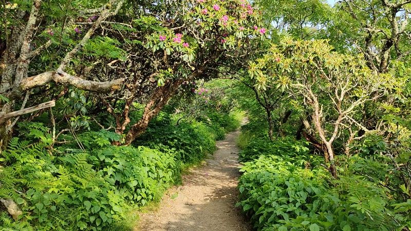 Craggy Pinnacle Trail