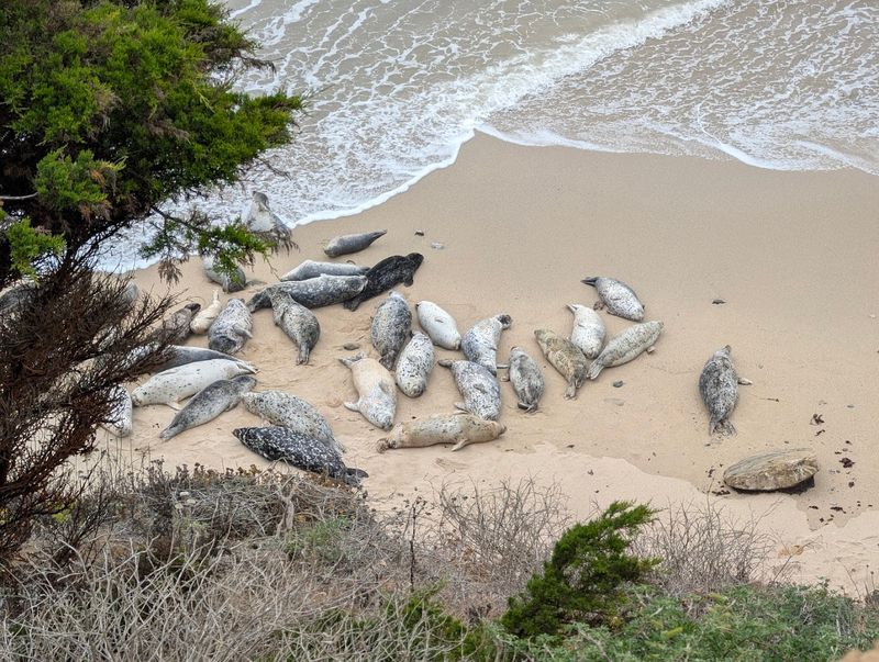 Fitzgerald Marine Reserve, Moss Beach