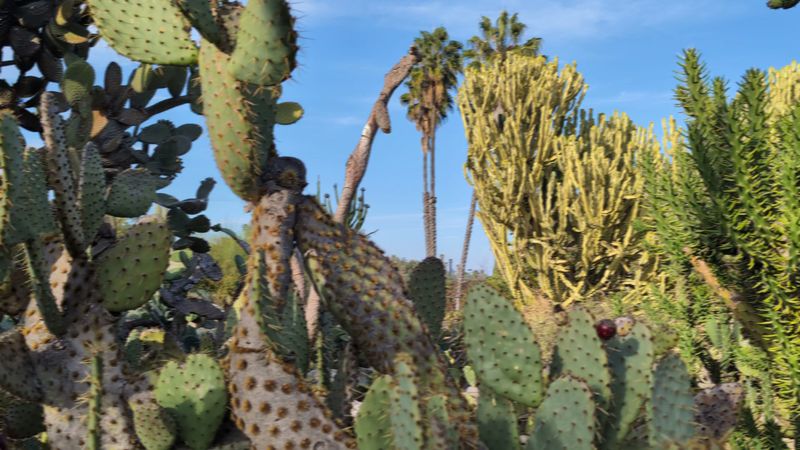 South Coast Cactus And Succulent Society Meeting