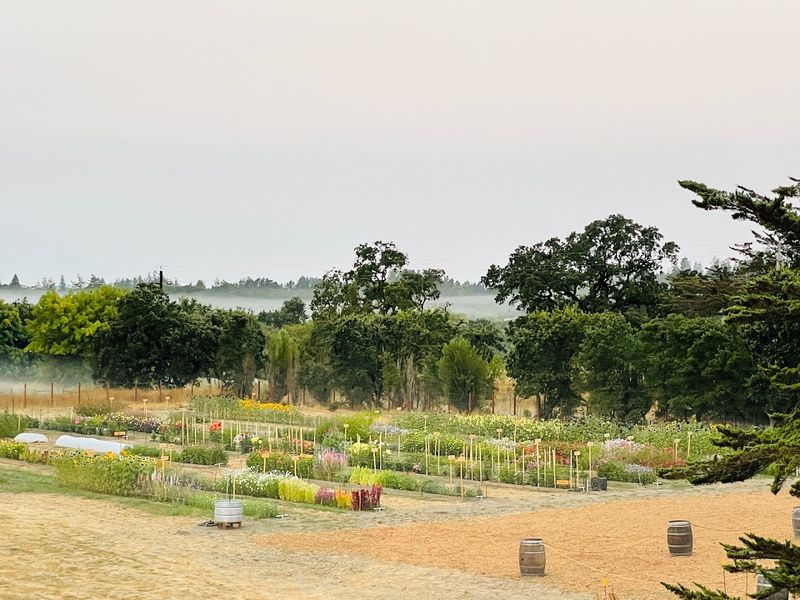 This California Flower Farm Turns April Into A Living Spring Canvas - Decor Hint Why The Farm Feels Different From A Florist Shop