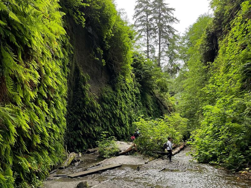 Fern Canyon Loop, Prairie Creek Redwoods State Park