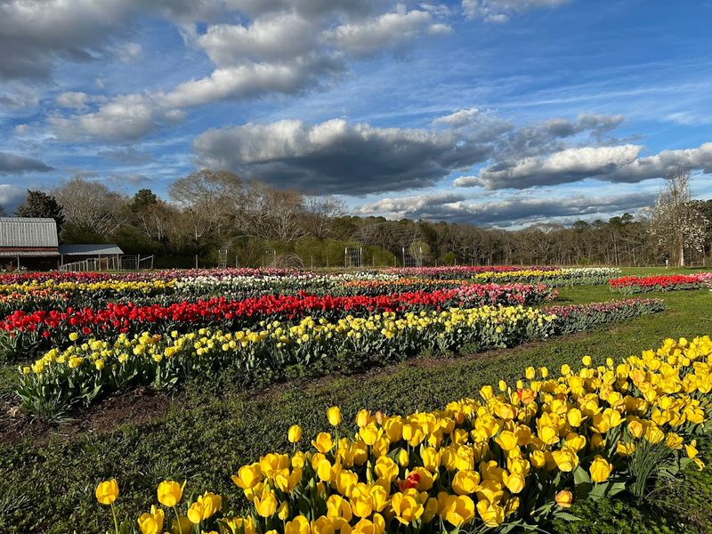Fields of Grace Flower Farm – Shiloh