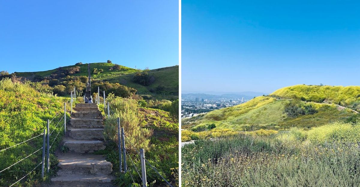 California Stairway Trail Turns Into A Springtime Wonderland With Incredible City Views - Decor Hint