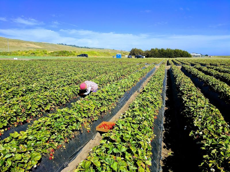 A Unionized Farm With A Fair Labor Legacy